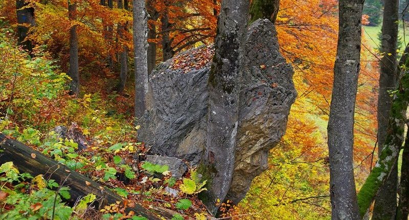 steinschlag schutzwald